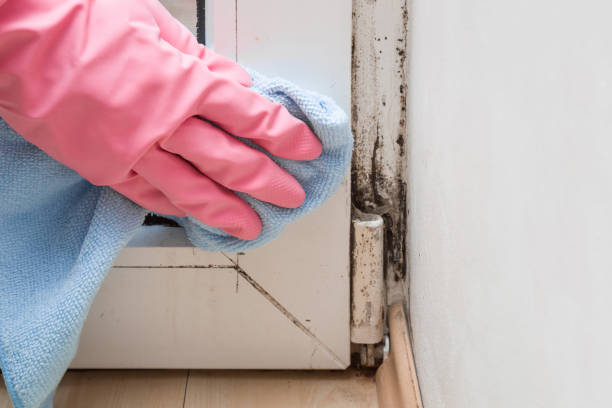 Mold Removal Process in Goliad, TX